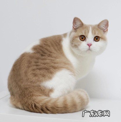 加菲猫 哪些是猫界的怂包
