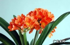 君子兰 什么植物不可以对叶片喷水