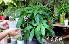 寓意好 养招财树的好处