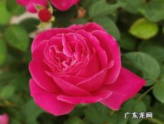 月季 哪些植物换盆就死