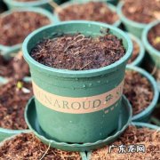 合理浇水 实用的养花技巧有哪些