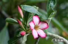 沙漠玫瑰 怕冻的花草有什么