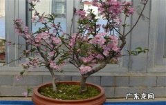 检查植株的生长情况 新买的西府海棠怎么养