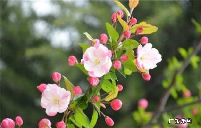检查植株的生长情况 新买的西府海棠怎么养