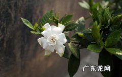 白色 栀子花为啥不吉利