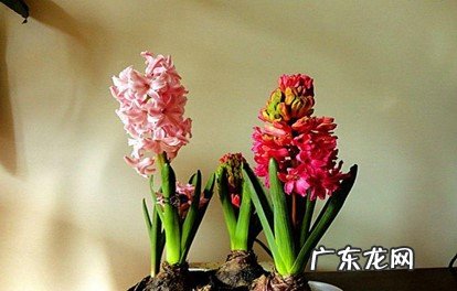 有毒 风信子有毒吗对人有害吗