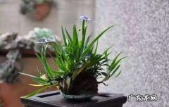 充足光照 鸢尾花养在家中要注意的点