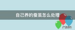蚕茧怎么处理 自己养的蚕茧怎么处理
