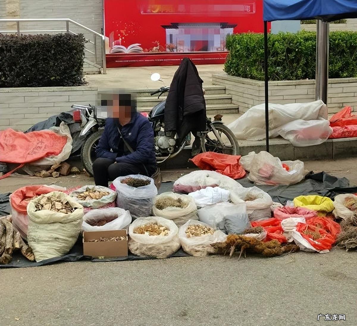 巨型蚌壳能开出什么