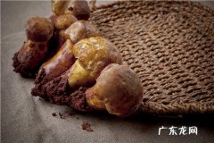 松茸菌多少钱一斤？有哪些药用价值？