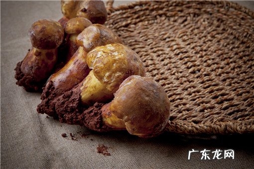 松茸菌多少钱一斤?有哪些药用价值?