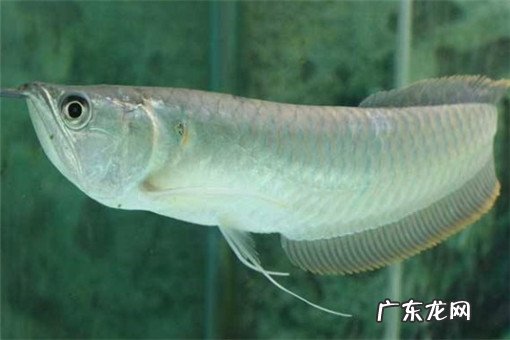 银龙鱼价格多少钱一斤?它分布在哪里?
