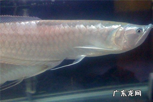 银龙鱼价格多少钱一斤?它分布在哪里?