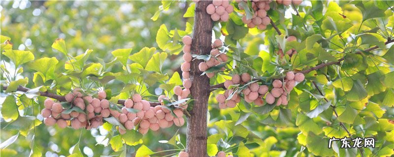 银杏果子能吃吗?