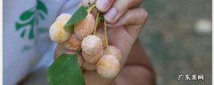 银杏果肉可以生吃吗？