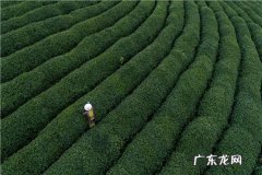 黄金芽茶叶价格多少钱一斤？有哪些禁忌？
