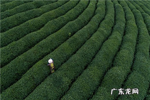 黄金芽茶叶价格多少钱一斤?有哪些禁忌?