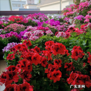 室内摆什么植物好风水图片