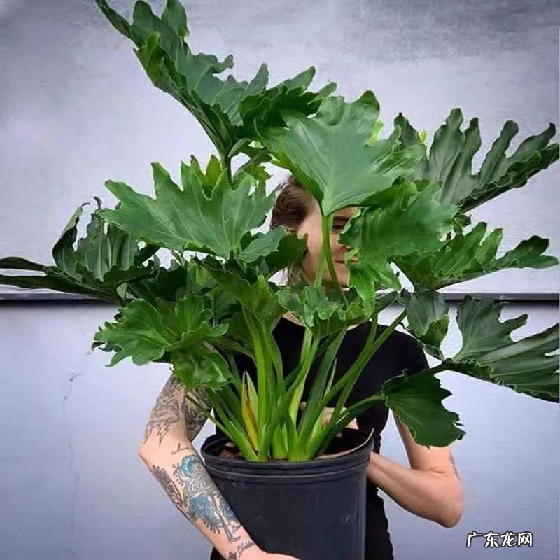 室内摆什么植物好风水图片