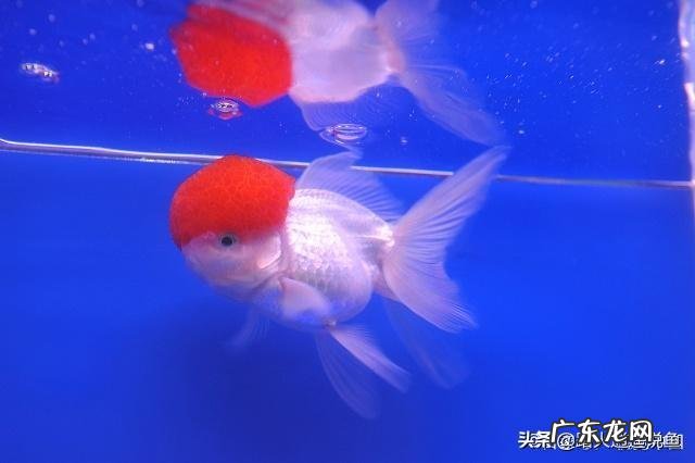 养鱼的颜色与风水