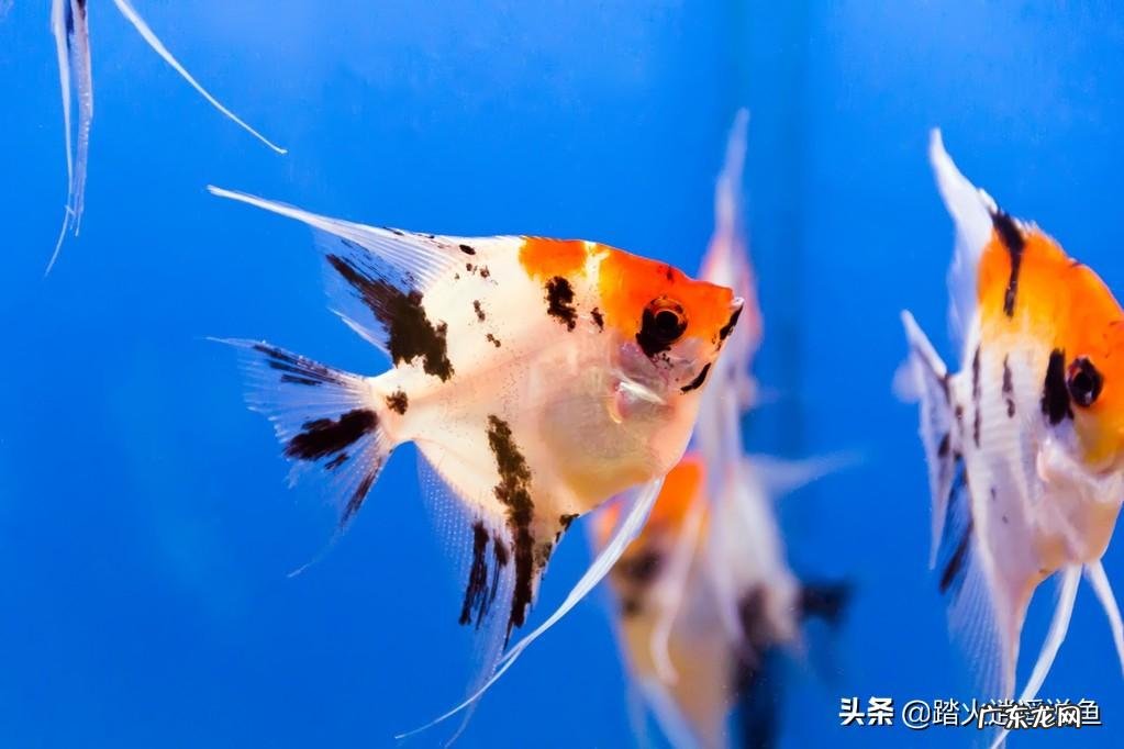 养鱼的颜色与风水