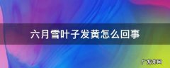 六月雪叶子发黄怎么办 六月雪叶子发黄怎么回事