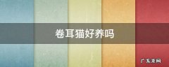 卷耳猫好养吗 卷耳猫的缺点