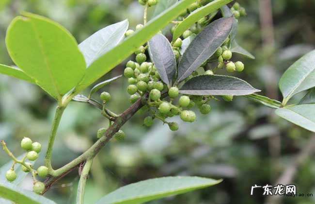 野花椒叶的功效与作用 野花椒叶的药用价值