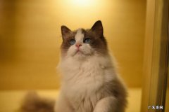 布偶猫 什么是初次养猫的最佳选择
