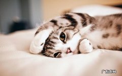 各有不同 养猫养狗哪个省心
