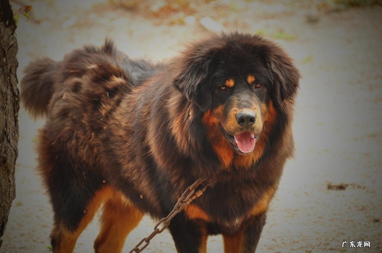 高加索犬 哪些品种的狗性格最凶残
