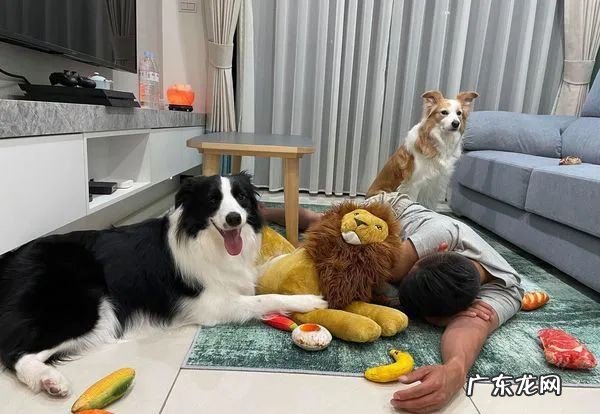 不停舔舐 哪些行为表示边牧喜欢主人