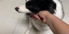 不停舔舐 哪些行为表示边牧喜欢主人