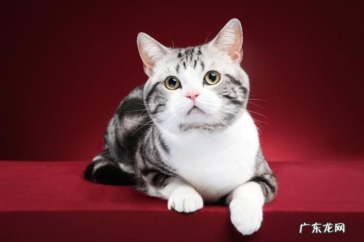 短毛猫 大部分家庭会选择哪些品种的猫