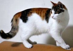 短毛猫 大部分家庭会选择哪些品种的猫