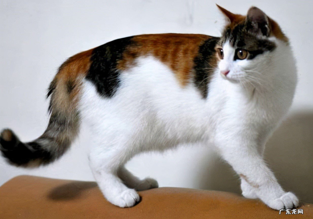 短毛猫 大部分家庭会选择哪些品种的猫