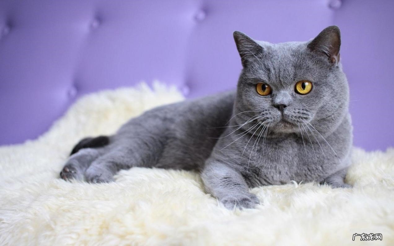 短毛猫 大部分家庭会选择哪些品种的猫