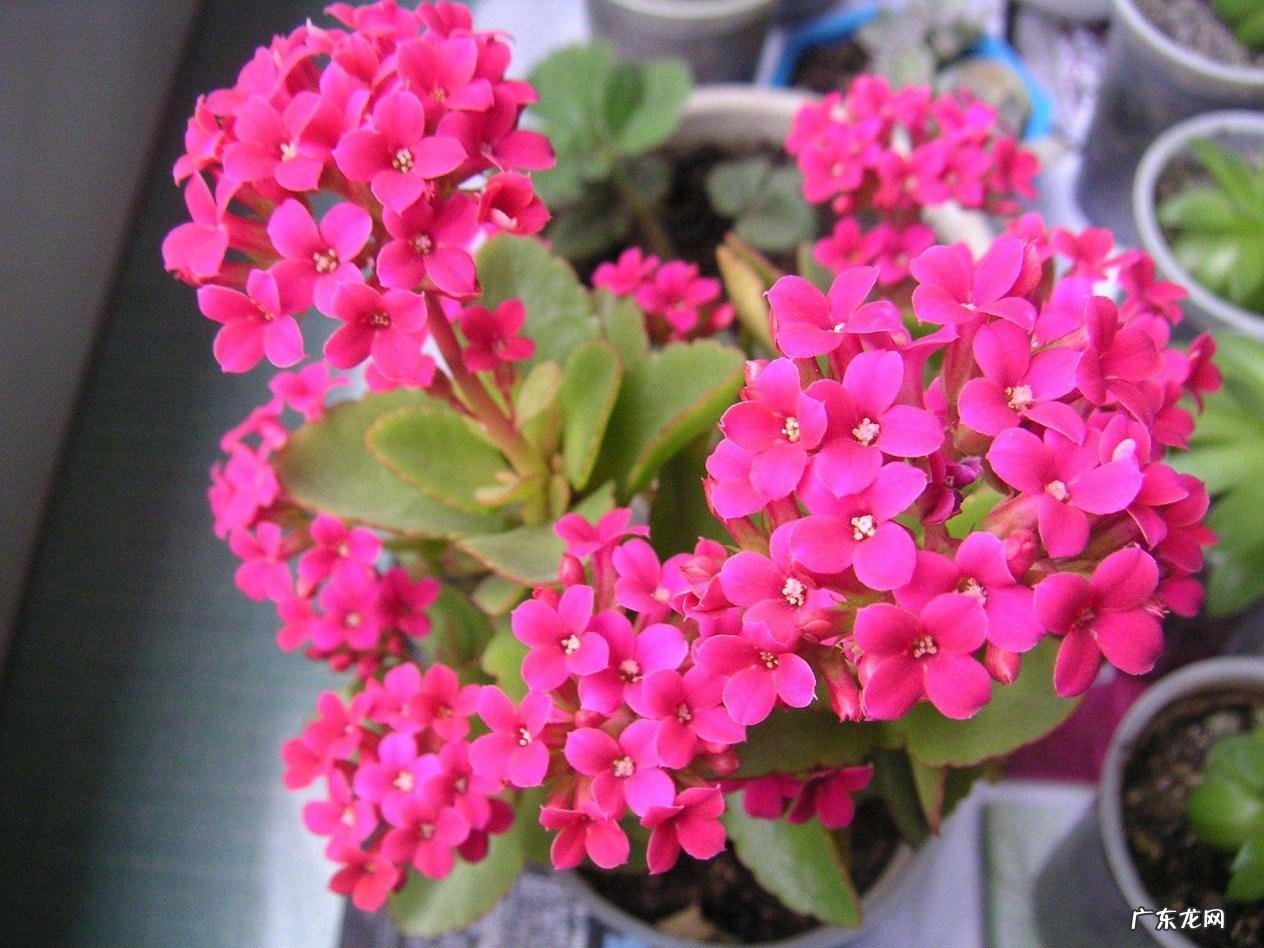 长寿花 入秋后哪些花要少浇水