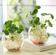 不能缺水 养护铜钱草的关键是什么