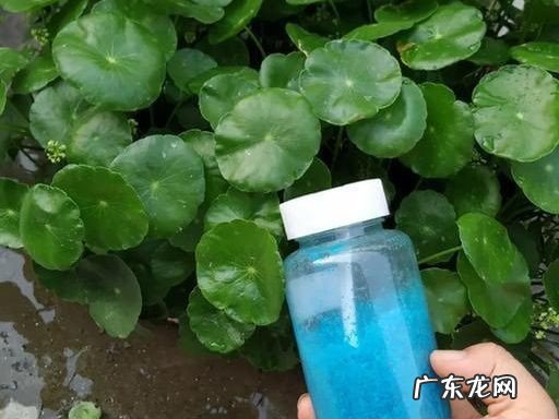 不能缺水 养护铜钱草的关键是什么