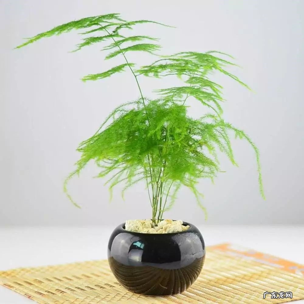 文竹 哪些花生长时要远离阳台
