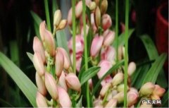 换个环境 大花蕙兰花芽花苞干枯怎么办