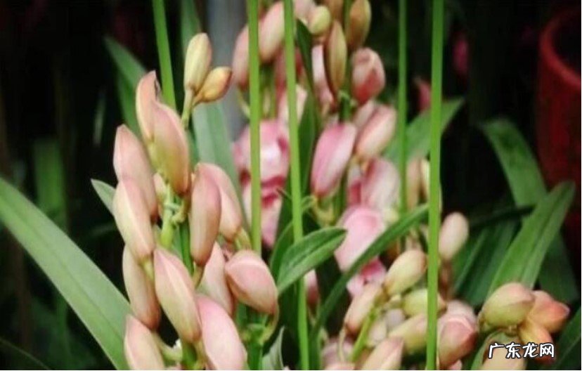 换个环境 大花蕙兰花芽花苞干枯怎么办