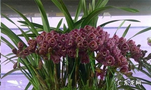 换个环境 大花蕙兰花芽花苞干枯怎么办