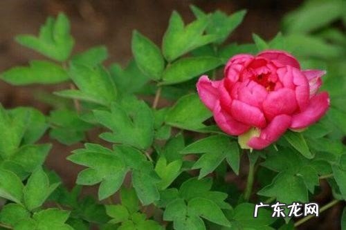 通风 家庭中怎么养牡丹花
