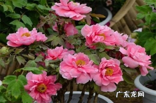通风 家庭中怎么养牡丹花