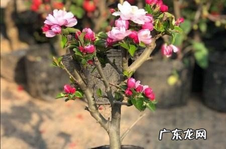 可以 海棠花秋季可以修剪和移栽吗