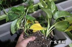 保证温度 绿萝水养冬天会冻死吗
