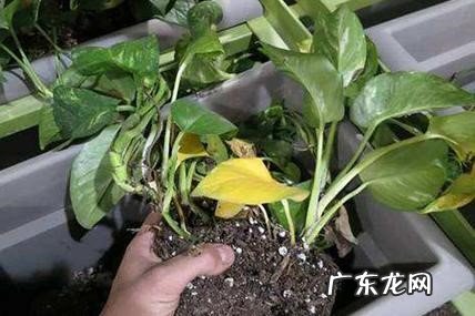 保证温度 绿萝水养冬天会冻死吗