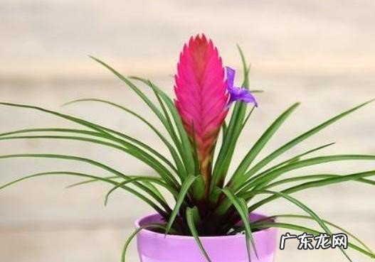 预防病虫 铁兰花开过以后怎么养才能再开花